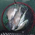 スカリのおすすめ10選！釣れた魚を安全・新鮮に入れる釣具をご紹介！