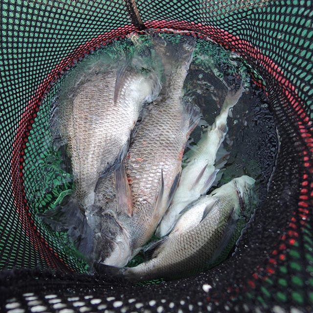 スカリのおすすめ10選！釣れた魚を安全・新鮮に入れる釣具をご紹介！ | kurashi-no