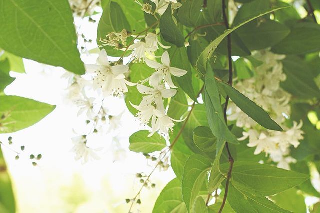夏の訪れを告げる植物 ウツギ 空木 とは 育て方の6つのポイントをご紹介 Kurashi No