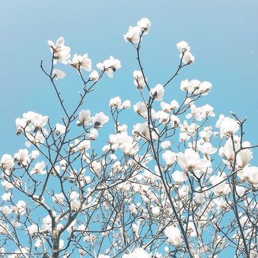 白木蓮 ハクモクレン の見頃はいつ コブシの花との特徴の違いや花言葉をご紹介 暮らし の