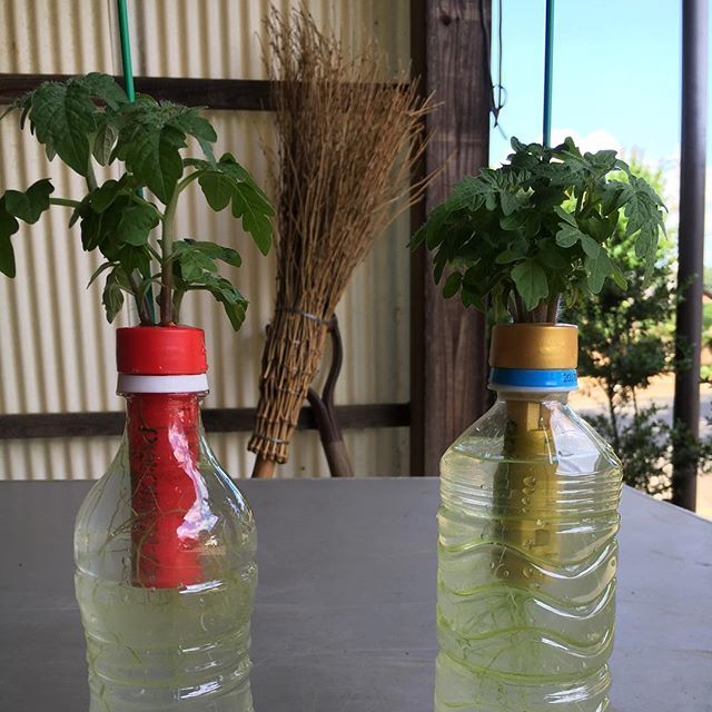 ペットボトルで作る水耕栽培 始める前に気をつけたい３つのポイント 暮らし の