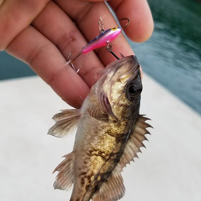 アイスジグとは 釣り方に合わせた使い方講座 暮らし の