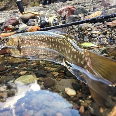 魚種類図鑑 イワナの生態や基本情報まとめ 暮らし の