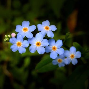 勿忘草 ワスレナグサ 特集 花言葉や開花時期など勿忘草の魅力とは 暮らし の