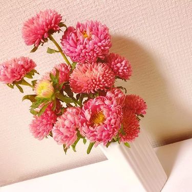 アスターの育て方 綺麗な花を咲かせる育て方5つのポイントをご紹介 暮らし の