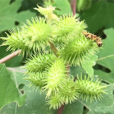 ひっつき虫のオナモミ特集 実は絶滅危惧種 基本情報まとめ 植物図鑑 暮らし の