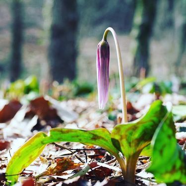 カタクリの花とは 開花までに7年かかる山の妖精の魅力に迫る 暮らし の