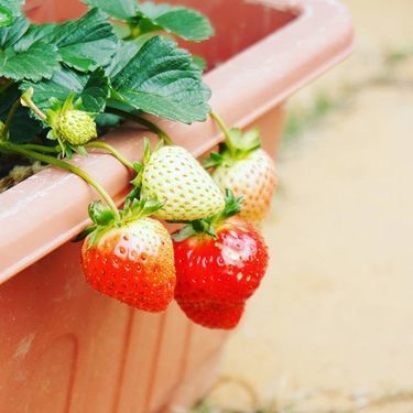 いちご 栽培って簡単 初心者必見の真っ赤で甘いイチゴの育て方 暮らし の