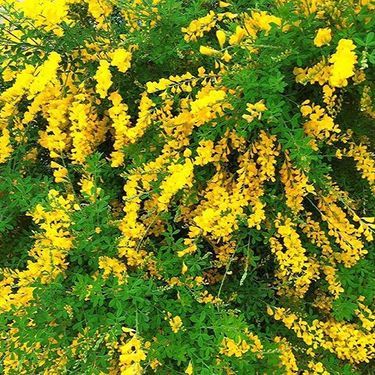 黄色い花がとても綺麗 エニシダ 植物図鑑 Kurashi No