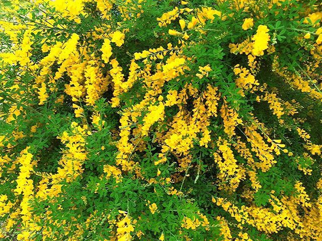黄色い花がとても綺麗 エニシダ 植物図鑑 暮らし の