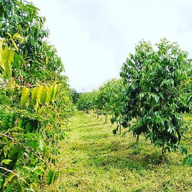 コーヒーの木の育て方 植え替えや剪定など育て方の基本情報まとめ 暮らし の