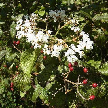 花言葉辞典 死 の花言葉特集 花の由来や開花時期をご紹介 暮らし の