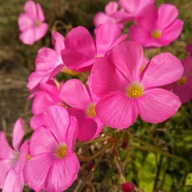 種類が豊富 オキザリスまとめ 植物図鑑 暮らし の