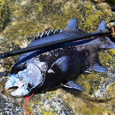 石鯛釣りを始めるなら 準備 釣り方のコツまで 初めての疑問を徹底解説 暮らし の