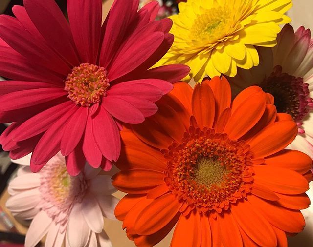ガーベラの季節はいつ 開花時期と綺麗な花を咲かせるポイントをご紹介 暮らし の