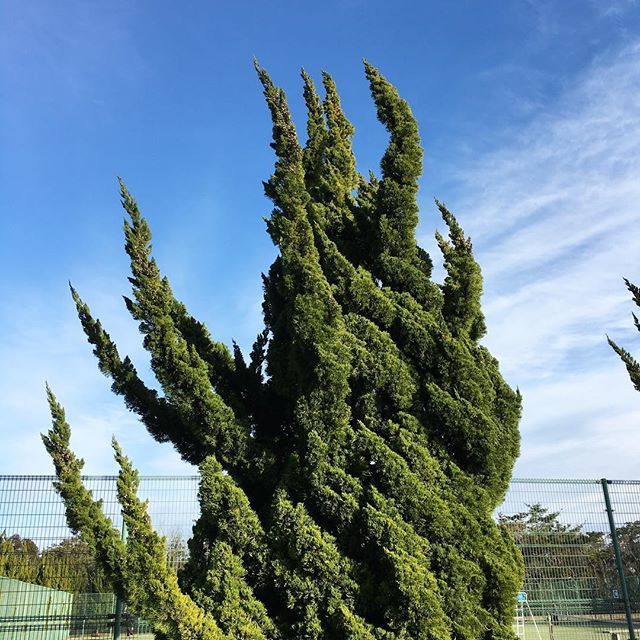 カイヅカイブキとは 育て方と基本情報まとめ 植物図鑑 暮らし の