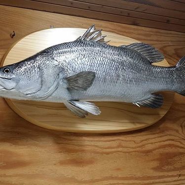 ナイルパーチとは 釣り好きなら一度は夢見る巨大魚の生態まとめ 魚図鑑 暮らし の