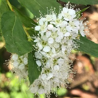 シモツケの育て方 特徴などの基本情報と合わせてご紹介 暮らし の