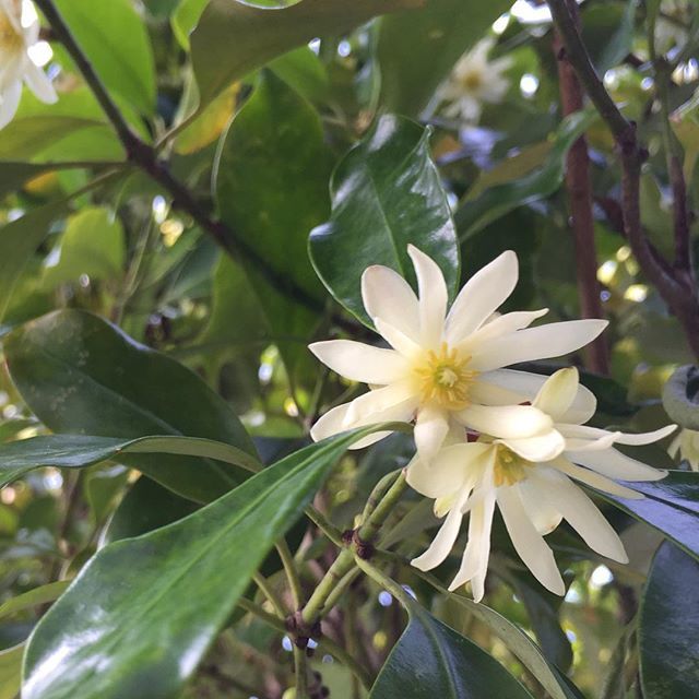 しきみの育て方と基本情報まとめ 植物図鑑 暮らし の