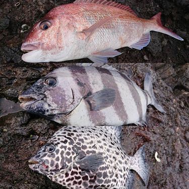 イシガキダイ特集 毒がある 高級魚イシガキダイの生態まとめ 魚図鑑 暮らし の