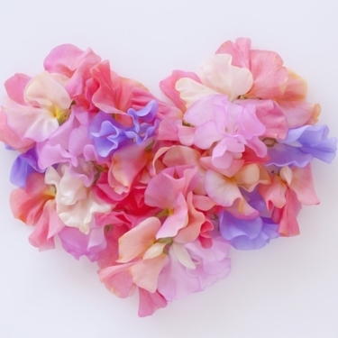 スイートピーの花言葉を色別にご紹介 贈り方一つで魅力的に 花言葉辞典 暮らし の