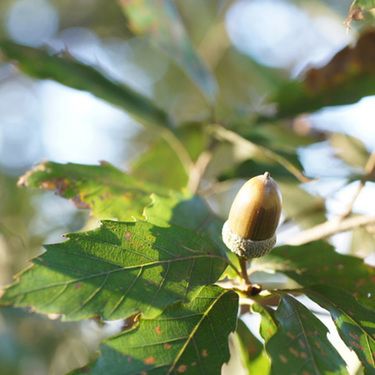 コナラの育て方 基本情報まとめ 植物図鑑 暮らし の