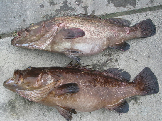 太刀魚の締め方ガイド 持ち帰る際の鮮度を保つ保存方法もご紹介 暮らし の