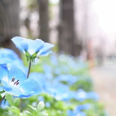 ネモフィラの花言葉 爽やかで美しい空色の花の可憐な花言葉とは 暮らし の