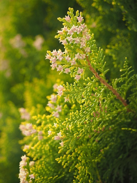 ヒノキ花粉の症状とは 花粉症症状の種類と対策 いつまで続くの 暮らし の