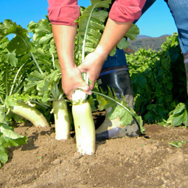 冬の家庭菜園におすすめの野菜とは 初心者も簡単に栽培できる10選を紹介 暮らし の