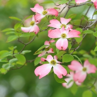 ハナミズキの花の見頃な季節は 開花時期や花言葉など楽しむための情報まとめ 暮らし の