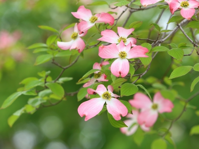 ハナミズキの花の見頃な季節は 開花時期や花言葉など楽しむための情報まとめ 暮らし の