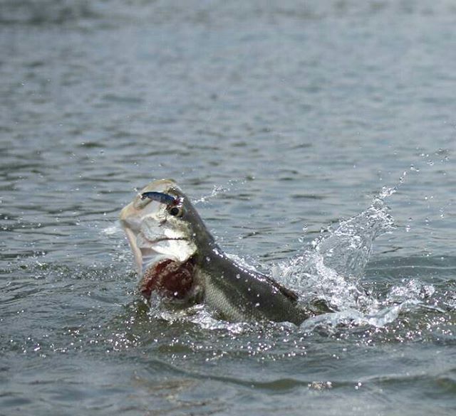 落ち鮎とは シーバス攻略でも人気な落ち鮎パターンの釣り方も解説 暮らし の