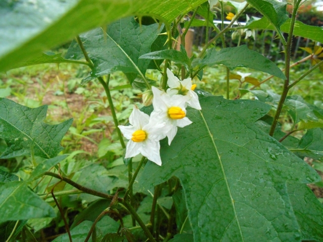 ワルナスビは悪い茄子 その生態と駆除方法まとめ ホントに悪いやつ Kurashi No