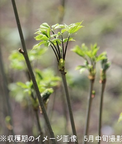 タラノキとは 特徴や開花時期をご紹介 剪定方法や増やし方など育て方のコツも 暮らし の