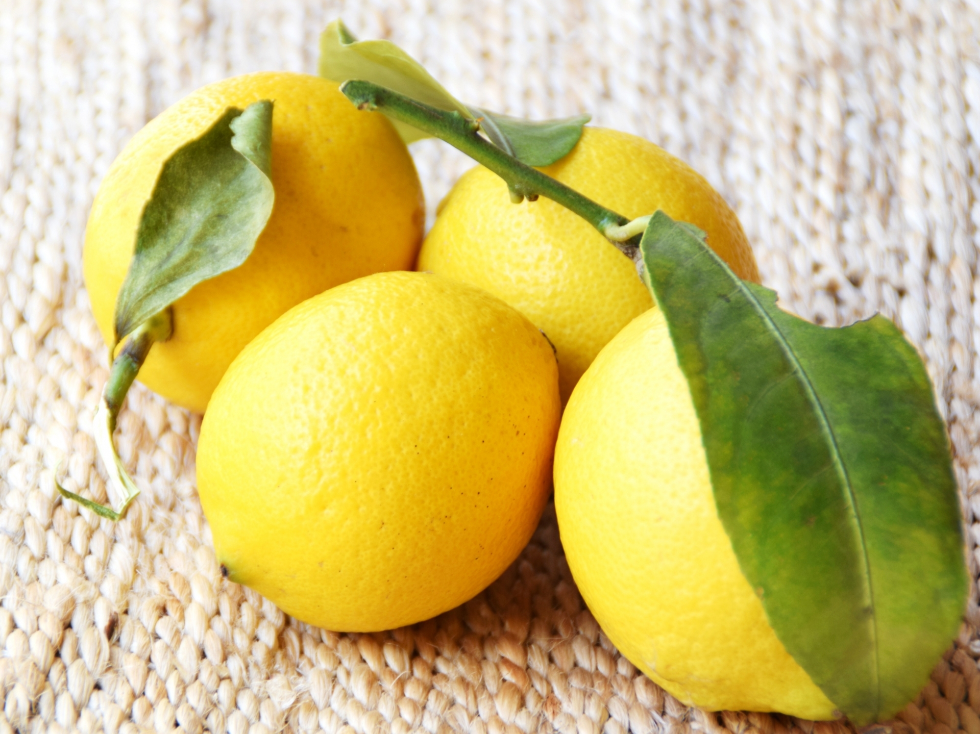 レモンの育て方 鉢植えでできる美味しく収穫する栽培のコツを解説 暮らし の