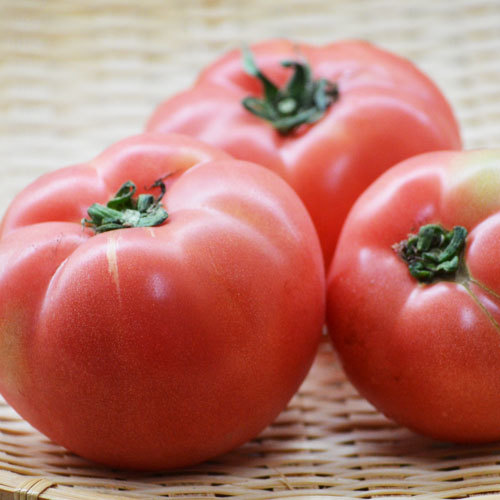 トマトの育て方講座 真っ赤なトマトを実らせる 栽培の3つのポイントをご紹介 暮らし の