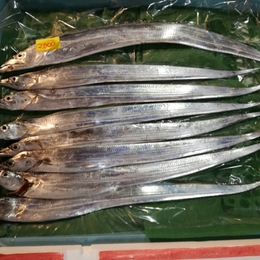 太刀魚の締め方ガイド 持ち帰る際の鮮度を保つ保存方法もご紹介 暮らし の