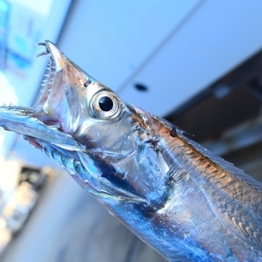 太刀魚の旬な時期とおすすめの調理の仕方 見分け方や栄養価などもご紹介 暮らし の