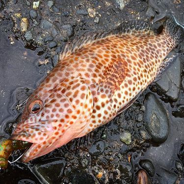 刺身が絶品 オオモンハタを釣り上げよう さばき方や調理方法もご紹介 暮らし の