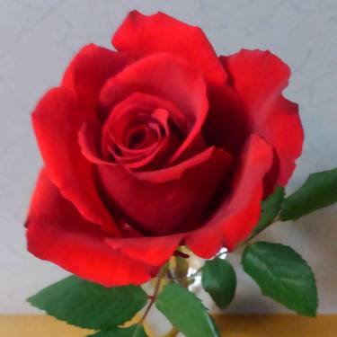 バラ 薔薇 100本の値段相場とは 花束の本数ごとに変わる意味も解説 Kurashi No