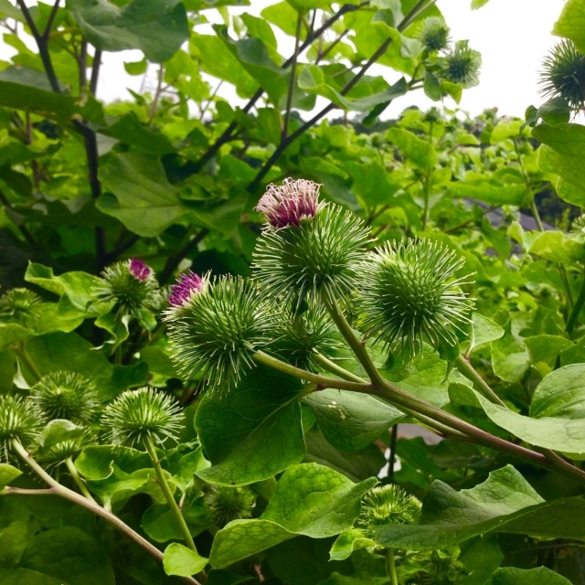 ごぼう 牛蒡 の花言葉に驚愕 気になるネガティブ過ぎる花言葉の由来とは 暮らし の