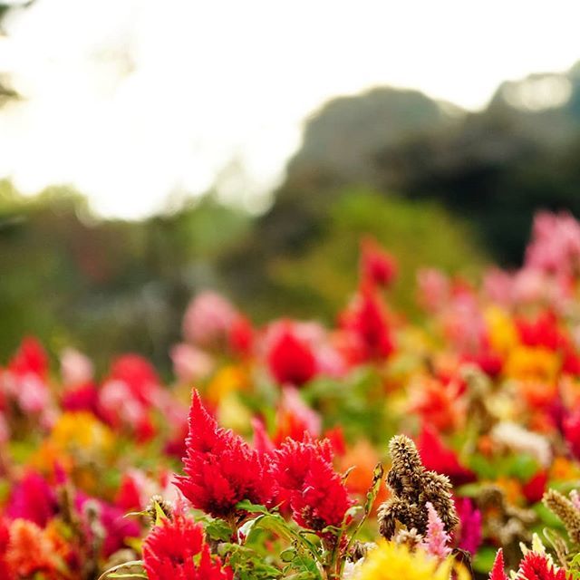 ケイトウの花の魅力とは 花言葉の由来や開花時期 見頃の季節をご紹介 Kurashi No