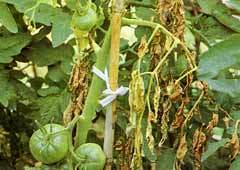 トマト ミニトマトがかかる病気の症状 対策 予防とは 栽培の注意点を解説 暮らし の