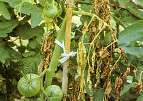トマト ミニトマトがかかる病気の症状 対策 予防とは 栽培の注意点を解説 Kurashi No