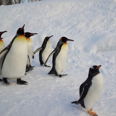 旭山動物園でおすすめな人気お土産ランキング21 最高の思い出を持ち帰ろう 暮らし の