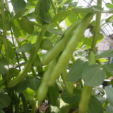 そら豆の栽培方法 種まきや気になる摘心 収穫時期まで育て方のコツをご紹介 Kurashi No