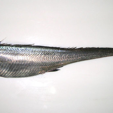 ホキとは 白身魚のフライの原料にもなるその生態や基本情報まとめ 暮らし の
