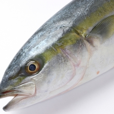 出生魚 ブリ ハマチ カンパチ の違いと順番は 分類は赤身魚 Kurashi No