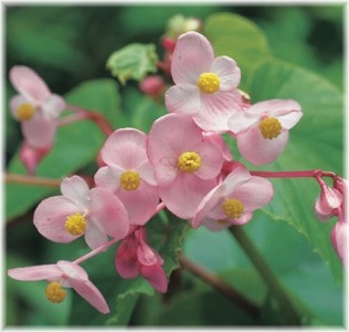 シュウカイドウ 秋海棠 とは 花の特徴や育て方 日陰がおすすめ 暮らし の